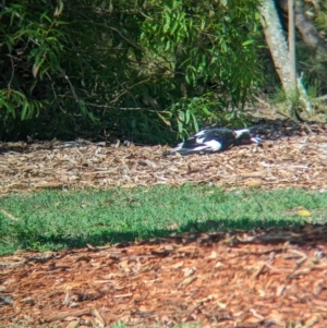 Gymnorhina tibicen at Cleveland, QLD - 2 Dec 2023