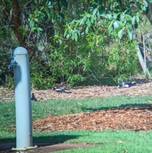 Gymnorhina tibicen at Cleveland, QLD - 2 Dec 2023