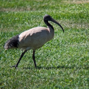 Threskiornis molucca at Cleveland, QLD - 2 Dec 2023