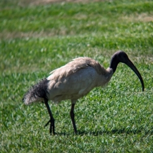 Threskiornis molucca at Cleveland, QLD - 2 Dec 2023