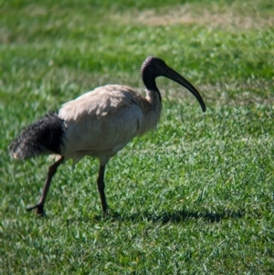 Threskiornis molucca at Cleveland, QLD - 2 Dec 2023