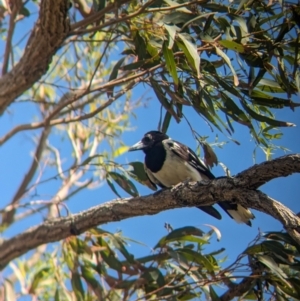 Cracticus nigrogularis at Cleveland, QLD - 2 Dec 2023