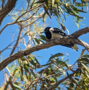 Cracticus nigrogularis at Cleveland, QLD - 2 Dec 2023