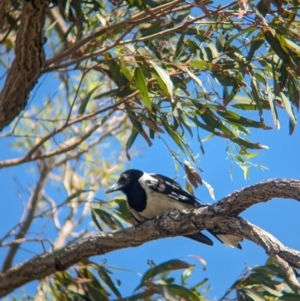 Cracticus nigrogularis at Cleveland, QLD - 2 Dec 2023