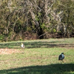 Vanellus miles (Masked Lapwing) at Cleveland, QLD - 2 Dec 2023 by Darcy