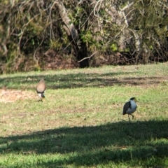 Vanellus miles at Cleveland, QLD - 2 Dec 2023