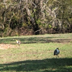 Vanellus miles at Cleveland, QLD - 2 Dec 2023