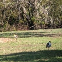 Vanellus miles at Cleveland, QLD - 2 Dec 2023 02:40 PM