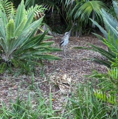 Burhinus grallarius (Bush Stone-curlew) at Brisbane City Botanic Gardens - 2 Dec 2023 by Darcy
