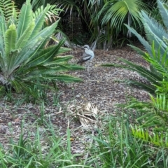 Burhinus grallarius at Brisbane City Botanic Gardens - 2 Dec 2023 05:57 PM