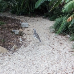 Burhinus grallarius at Brisbane City Botanic Gardens - 2 Dec 2023