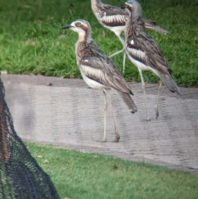 Burhinus grallarius (Bush Stone-curlew) at Brisbane City, QLD - 2 Dec 2023 by Darcy