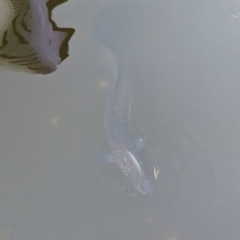 Unidentified Eels at Brisbane City, QLD - 2 Dec 2023 by Darcy