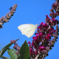 Pieris rapae (Cabbage White) at QPRC LGA - 4 Dec 2023 by MatthewFrawley