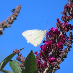 Pieris rapae at QPRC LGA - 5 Dec 2023