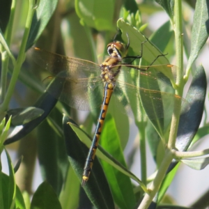 Hemicordulia tau at QPRC LGA - 5 Dec 2023