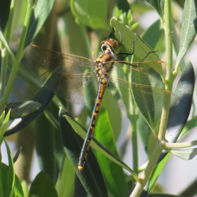 Hemicordulia tau (Tau Emerald) at QPRC LGA - 5 Dec 2023 by MatthewFrawley