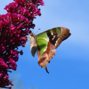 Graphium macleayanum at QPRC LGA - 5 Dec 2023 09:06 AM