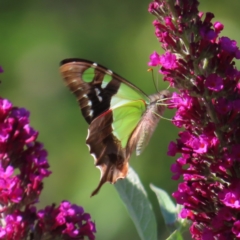 Graphium macleayanum at QPRC LGA - 5 Dec 2023