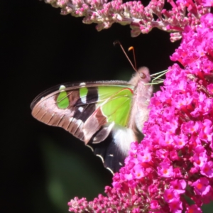 Graphium macleayanum at QPRC LGA - 5 Dec 2023