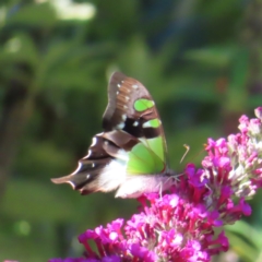 Graphium macleayanum at QPRC LGA - 5 Dec 2023 09:06 AM