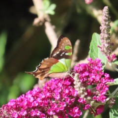 Graphium macleayanum at QPRC LGA - 5 Dec 2023