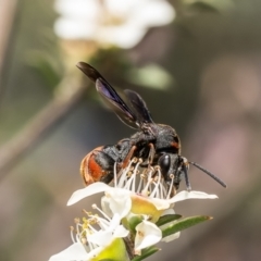 Leucospis sp. (genus) (Leucospid wasp) at Belconnen, ACT - 3 Dec 2023 by Roger