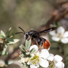 Leucospis sp. (genus) at Aranda Bushland - 4 Dec 2023