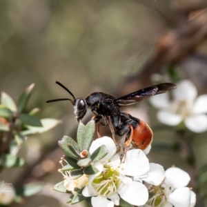 Leucospis sp. (genus) at Aranda Bushland - 4 Dec 2023