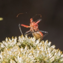 Gminatus australis (Orange assassin bug) at Pinnacle NR (PIN) - 5 Dec 2023 by AlisonMilton