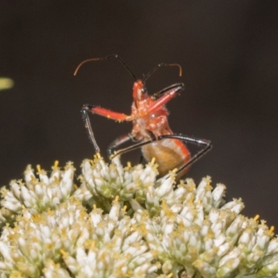 Gminatus australis (Orange assassin bug) at Belconnen, ACT - 4 Dec 2023 by AlisonMilton