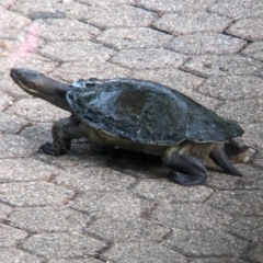 Emydura macquarii (Macquarie Turtle) at Brisbane City Botanic Gardens - 2 Dec 2023 by Darcy