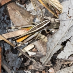 Macrotona australis (Common Macrotona Grasshopper) at The Pinnacle - 5 Dec 2023 by AlisonMilton