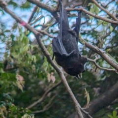 Unidentified Flying Fox or Other Megabat at Brisbane City, QLD - 2 Dec 2023 by Darcy