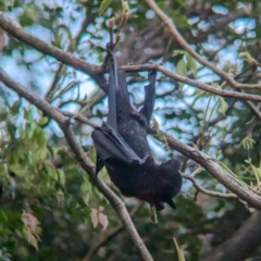 Pteropus alecto at Brisbane City Botanic Gardens - 2 Dec 2023 06:10 PM