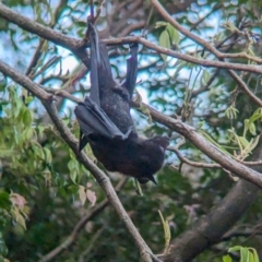 Pteropus alecto at Brisbane City Botanic Gardens - 2 Dec 2023 06:10 PM