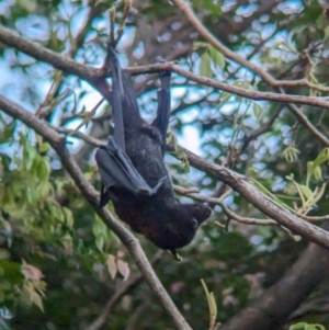 Pteropus alecto at Brisbane City Botanic Gardens - 2 Dec 2023 06:10 PM