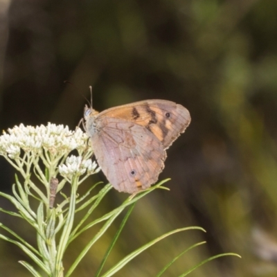 Heteronympha merope (Common Brown Butterfly) at Pinnacle NR (PIN) - 4 Dec 2023 by AlisonMilton