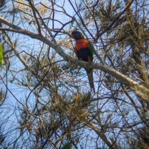 Trichoglossus moluccanus at Rocklea, QLD - 3 Dec 2023 07:38 AM