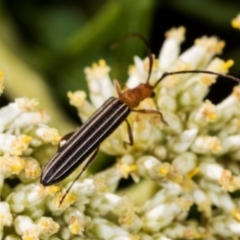 Syllitus microps (Longicorn or Longhorn beetle) at The Pinnacle - 4 Dec 2023 by AlisonMilton