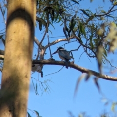 Todiramphus sanctus (Sacred Kingfisher) at Corinda, QLD - 3 Dec 2023 by Darcy