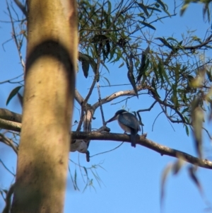 Todiramphus sanctus at Corinda, QLD - 3 Dec 2023