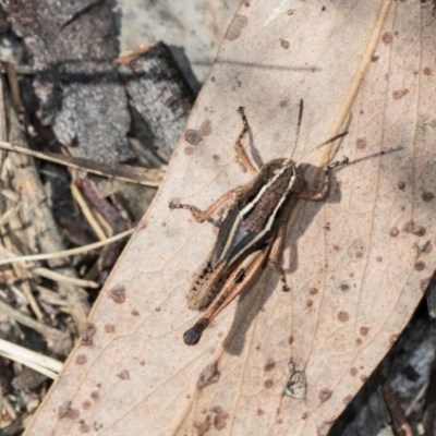 Phaulacridium vittatum (Wingless Grasshopper) at Belconnen, ACT - 4 Dec 2023 by AlisonMilton