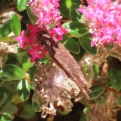 Psychidae (family) IMMATURE (Unidentified case moth or bagworm) at Acton, ACT - 4 Dec 2023 by RodDeb