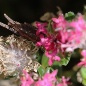 Psychidae (family) IMMATURE at ANBG - 4 Dec 2023