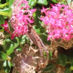 Psychidae (family) IMMATURE at ANBG - 4 Dec 2023