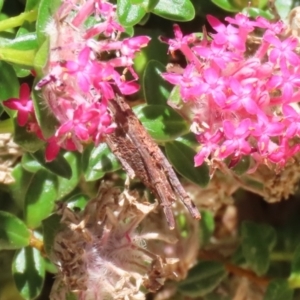 Psychidae (family) IMMATURE at ANBG - 4 Dec 2023