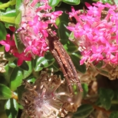 Psychidae (family) IMMATURE at ANBG - 4 Dec 2023