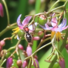 Lasioglossum (Callalictus) callomelittinum (Halictid bee) at ANBG - 4 Dec 2023 by RodDeb