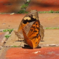 Heteronympha merope (Common Brown Butterfly) at Canberra Central, ACT - 4 Dec 2023 by RodDeb